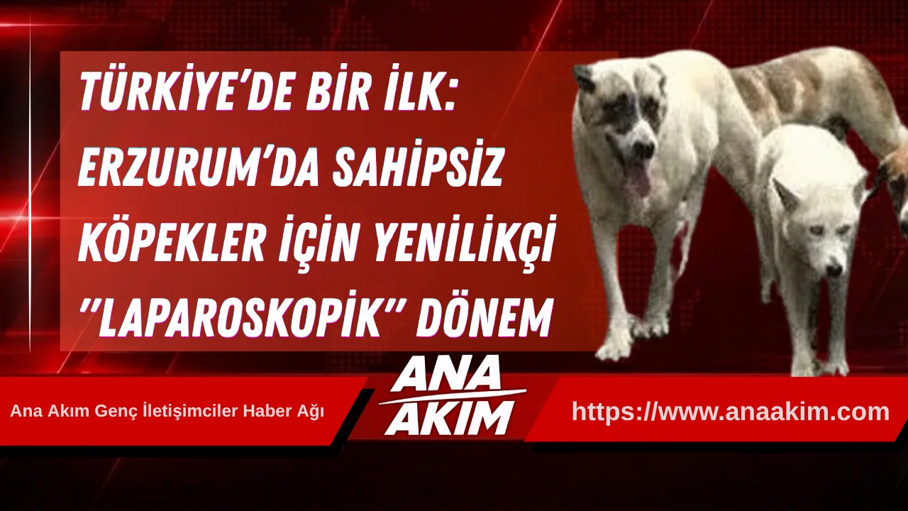 Türkiye’de Bir İlk: Erzurum’da Sahipsiz Köpekler İçin Yenilikçi "Laparoskopik" Dönem
